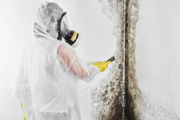 Best Bathroom Mold Remediation in Park Layne, OH