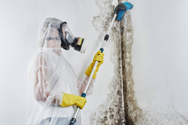 Best Bathroom Mold Remediation in Park Layne, OH