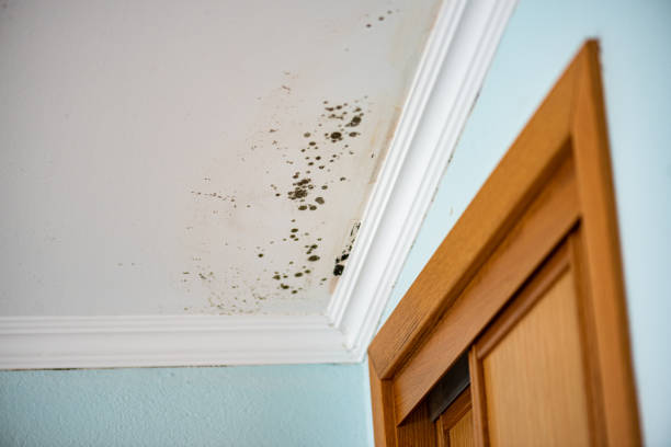 Best Commercial Mold Remediation in Park Layne, OH