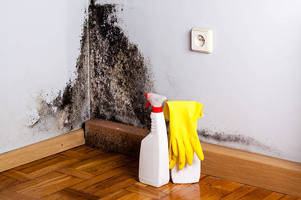 Best Industrial Mold Remediation in Park Layne, OH
